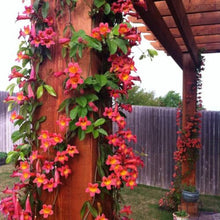 Load image into Gallery viewer, BIGNONIA "TANGERINE BEAUTY" CROSSVINE*Rooted Starter Plant**ATTRACTS BUTTERFLIES