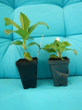Load image into Gallery viewer, **VIOLET CROWN**Hydrangea Rooted Starter Plant*