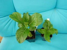 Load image into Gallery viewer, **VIOLET CROWN**Hydrangea Rooted Starter Plant*