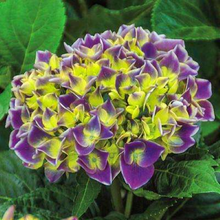 Load image into Gallery viewer, **VIOLET CROWN**Hydrangea Rooted Starter Plant*