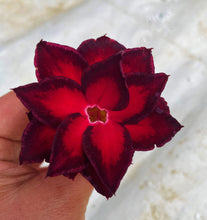 Load image into Gallery viewer, VULCANUS NX-Grafted Adenium Obesum Desert Rose STARTER Plant