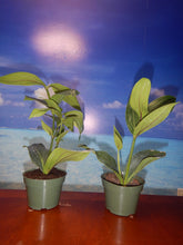 Load image into Gallery viewer, Royal Intenz Magnifica Medinilla Plant~Live Well Rooted STARTER Plant~ VERY RARE