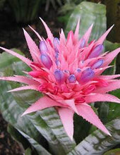 Load image into Gallery viewer, MEDIUM SIZE~Aechma Fasiata Bromeliad~AKA~ Silver King or Silver Vase~~ROOTED PLANT~SHIPPED BARE ROOT!