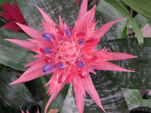 Load image into Gallery viewer, MEDIUM SIZE~Aechma Fasiata Bromeliad~AKA~ Silver King or Silver Vase~~ROOTED PLANT~SHIPPED BARE ROOT!