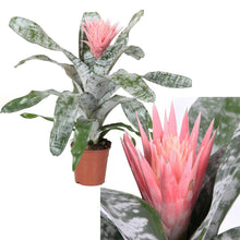 Load image into Gallery viewer, MEDIUM SIZE~Aechma Fasiata Bromeliad~AKA~ Silver King or Silver Vase~~ROOTED PLANT~SHIPPED BARE ROOT!