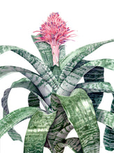 Load image into Gallery viewer, MEDIUM SIZE~Aechma Fasiata Bromeliad~AKA~ Silver King or Silver Vase~~ROOTED PLANT~SHIPPED BARE ROOT!