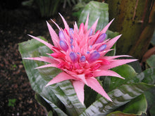 Load image into Gallery viewer, MEDIUM SIZE~Aechma Fasiata Bromeliad~AKA~ Silver King or Silver Vase~~ROOTED PLANT~SHIPPED BARE ROOT!