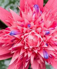Load image into Gallery viewer, MEDIUM SIZE~Aechma Fasiata Bromeliad~AKA~ Silver King or Silver Vase~~ROOTED PLANT~SHIPPED BARE ROOT!