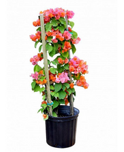 Load image into Gallery viewer, **AFTERGLOW**Live Bougainvillea Well Rooted Starter Plant
