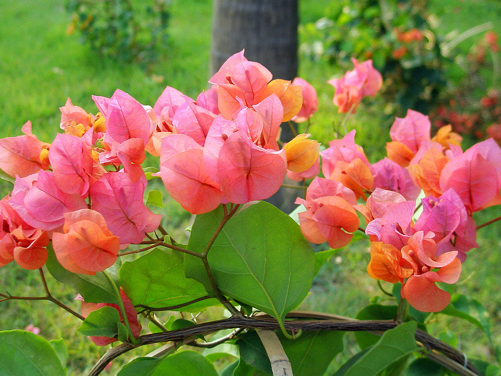 **AFTERGLOW**Live Bougainvillea Well Rooted Starter Plant