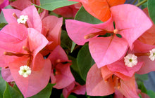 Load image into Gallery viewer, **AFTERGLOW**Live Bougainvillea Well Rooted Starter Plant
