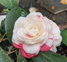 Load image into Gallery viewer, ***APRIL DAWN*** Bicolor Bloom Camellia Japonica-Live Starter Plant
