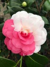 Load image into Gallery viewer, ***APRIL DAWN*** Bicolor Bloom Camellia Japonica-Live Starter Plant