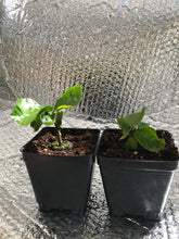 Load image into Gallery viewer, ***BLACK DRAGON*** Small Rooted Exotic Tropical Hibiscus Starter Plant***AKA Fancy Hibiscus
