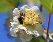 Load image into Gallery viewer, TOMURI Male Kiwi Vine~~ Live Starter Plant - Actinidia chinensis~~