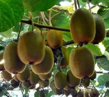 Load image into Gallery viewer, TOMURI Male Kiwi Vine~~ Live Starter Plant - Actinidia chinensis~~