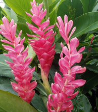 Load image into Gallery viewer, ***Hawaiian Hot Pink*** Ginger Alpinia Purpurata Starter Plant