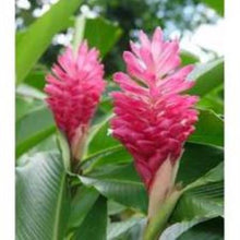 Load image into Gallery viewer, ***Hawaiian Hot Pink*** Ginger Alpinia Purpurata Starter Plant