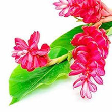 Load image into Gallery viewer, ***Hawaiian Hot Pink*** Ginger Alpinia Purpurata Starter Plant
