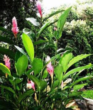 Load image into Gallery viewer, ***Hawaiian Hot Pink*** Ginger Alpinia Purpurata Starter Plant