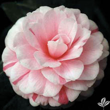 Load image into Gallery viewer, ***APRIL DAWN*** Bicolor Bloom Camellia Japonica-Live Starter Plant