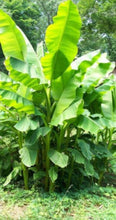 Load image into Gallery viewer, BASJOO BANANA TREE