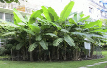 Load image into Gallery viewer, BASJOO BANANA TREE