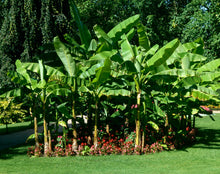 Load image into Gallery viewer, BASJOO BANANA TREE