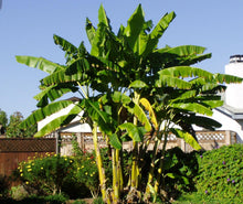 Load image into Gallery viewer, BASJOO BANANA TREE