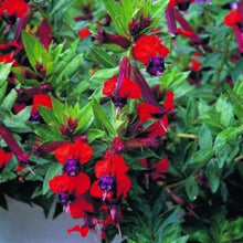 Load image into Gallery viewer, **BATFACE** Cuphea IIavea **AKA Georgia Scarlet** Rooted Starter Plant **RARE HTF**