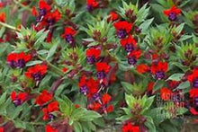 Load image into Gallery viewer, **BATFACE** Cuphea IIavea **AKA Georgia Scarlet** Rooted Starter Plant **RARE HTF**
