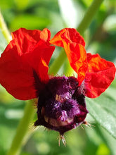 Load image into Gallery viewer, **BATFACE** Cuphea IIavea **AKA Georgia Scarlet** Rooted Starter Plant **RARE HTF**