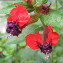 Load image into Gallery viewer, **BATFACE** Cuphea IIavea **AKA Georgia Scarlet** Rooted Starter Plant **RARE HTF**