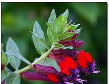 Load image into Gallery viewer, **BATFACE** Cuphea IIavea **AKA Georgia Scarlet** Rooted Starter Plant **RARE HTF**