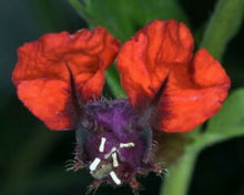 Load image into Gallery viewer, **BATFACE** Cuphea IIavea **AKA Georgia Scarlet** Rooted Starter Plant **RARE HTF**