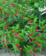 Load image into Gallery viewer, **BATFACE** Cuphea IIavea **AKA Georgia Scarlet** Rooted Starter Plant **RARE HTF**