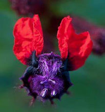 Load image into Gallery viewer, **BATFACE** Cuphea IIavea **AKA Georgia Scarlet** Rooted Starter Plant **RARE HTF**