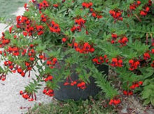 Load image into Gallery viewer, **BATFACE** Cuphea IIavea **AKA Georgia Scarlet** Rooted Starter Plant **RARE HTF**