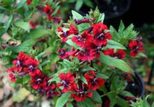 Load image into Gallery viewer, **BATFACE** Cuphea IIavea **AKA Georgia Scarlet** Rooted Starter Plant **RARE HTF**