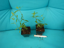 Load image into Gallery viewer, **BATFACE** Cuphea IIavea **AKA Georgia Scarlet** Rooted Starter Plant **RARE HTF**
