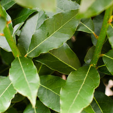 Load image into Gallery viewer, Laurus nobilis**BAY LEAF TREE**Bay Laurel**Sweet Bay**Live Plant**SHIPS IN POT