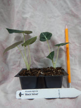 Load image into Gallery viewer, **BLACK VELVET** COMPACT ELEPHANT EAR **Alocasia Reginula** Rooted Starter Plants