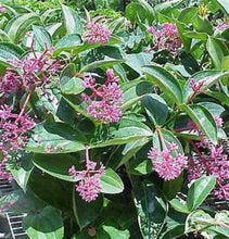 Load image into Gallery viewer, ***MALAYSIAN ORCHID*** Medinilla Myriantha ***AKA Malaysian Grapes*** Well Rooted Starter Plant