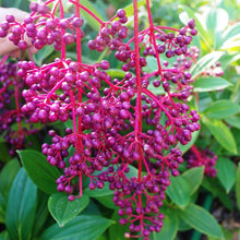 Load image into Gallery viewer, ***MALAYSIAN ORCHID*** Medinilla Myriantha ***AKA Malaysian Grapes*** Well Rooted Starter Plant