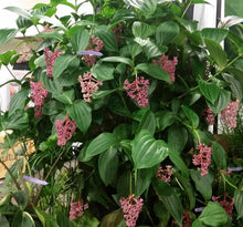 Load image into Gallery viewer, ***MALAYSIAN ORCHID*** Medinilla Myriantha ***AKA Malaysian Grapes*** Well Rooted Starter Plant