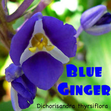 Load image into Gallery viewer, **SAPPHIRE BLUE GINGER**Gorgeous Dichorisandra Thyrsiflora**LIVE STARTER PLANT*
