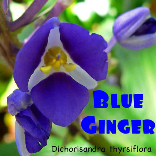 **SAPPHIRE BLUE GINGER**Gorgeous Dichorisandra Thyrsiflora**LIVE STARTER PLANT*