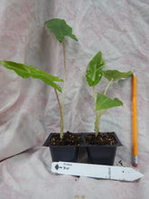 Load image into Gallery viewer, **BOA* *Elephant Ear* *Alocasia* *Rooted Starter Plants*