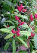 Load image into Gallery viewer, **BRAZILIAN CANDLES** *Many Flowers* Tropical Pavonia Multiflora Plant **VERY RARE!** Well Rooted Starter Plant