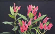 Load image into Gallery viewer, **BRAZILIAN CANDLES** *Many Flowers* Tropical Pavonia Multiflora Plant **VERY RARE!** Well Rooted Starter Plant